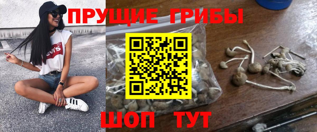 Галлюциногенные грибы GOLDEN TEACHER  Галлюциногенные грибы Psilocybine cubensis  Вход с VPN  Дедовск 